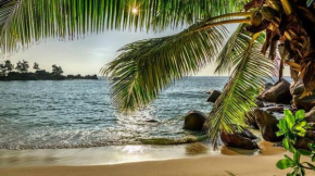 Baga Beach Palms